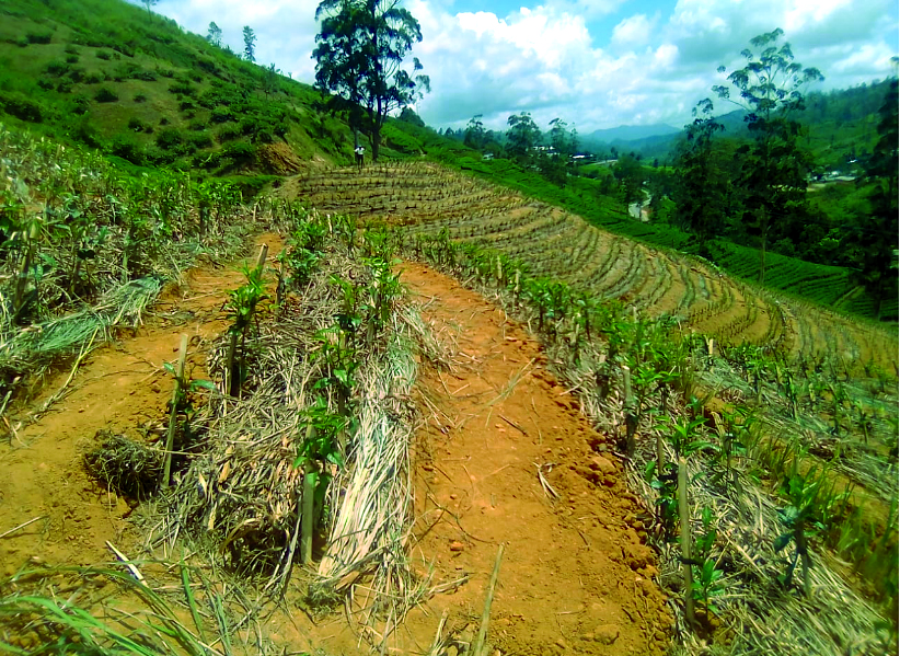 Outdated Tea Lands Innovation of land usage to get benefit on a long term basis tea ...